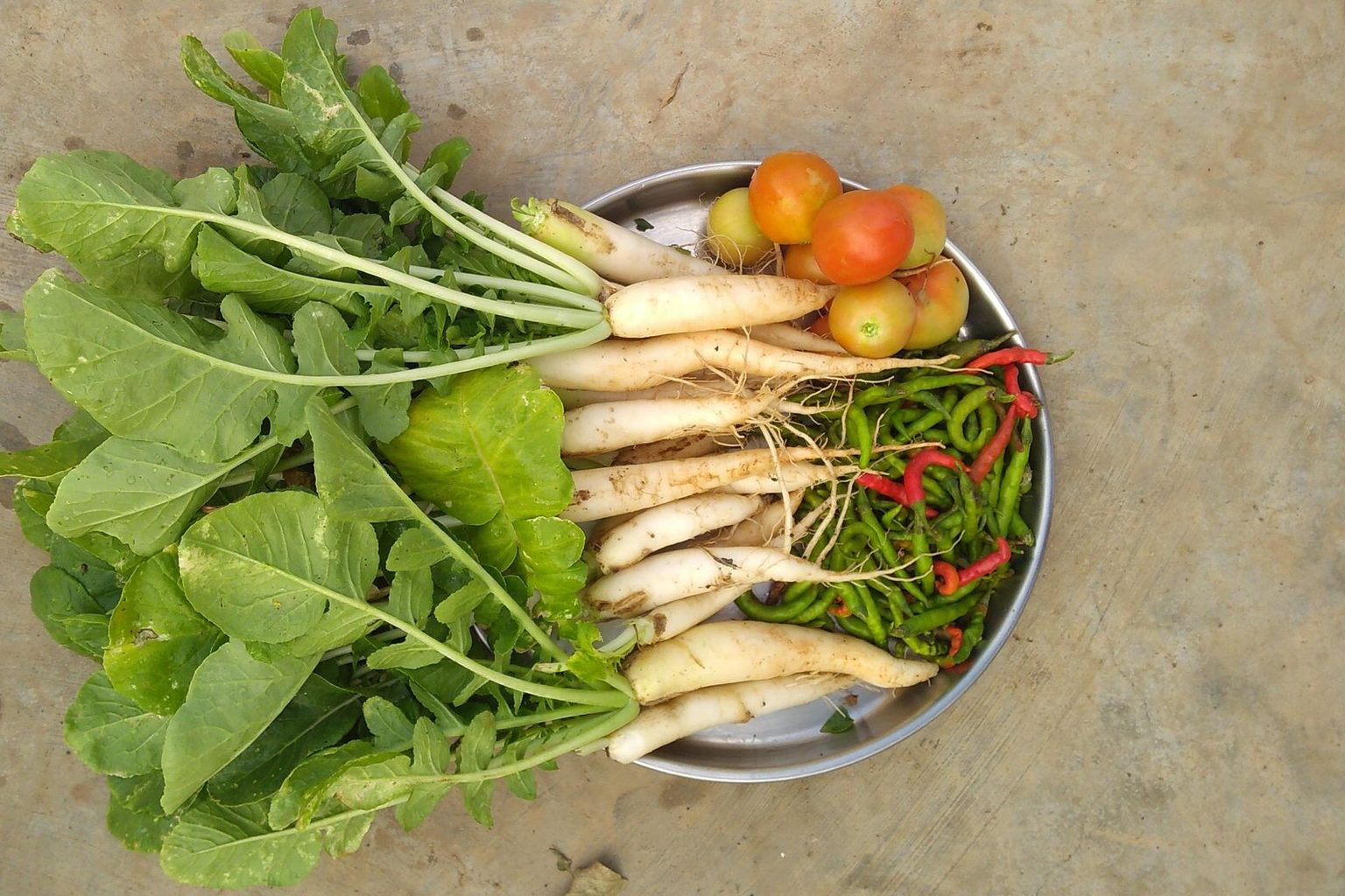 Raddish Kids Supports Save the Children with Large-Scale Donation Nurturing Healthy Eating Habits