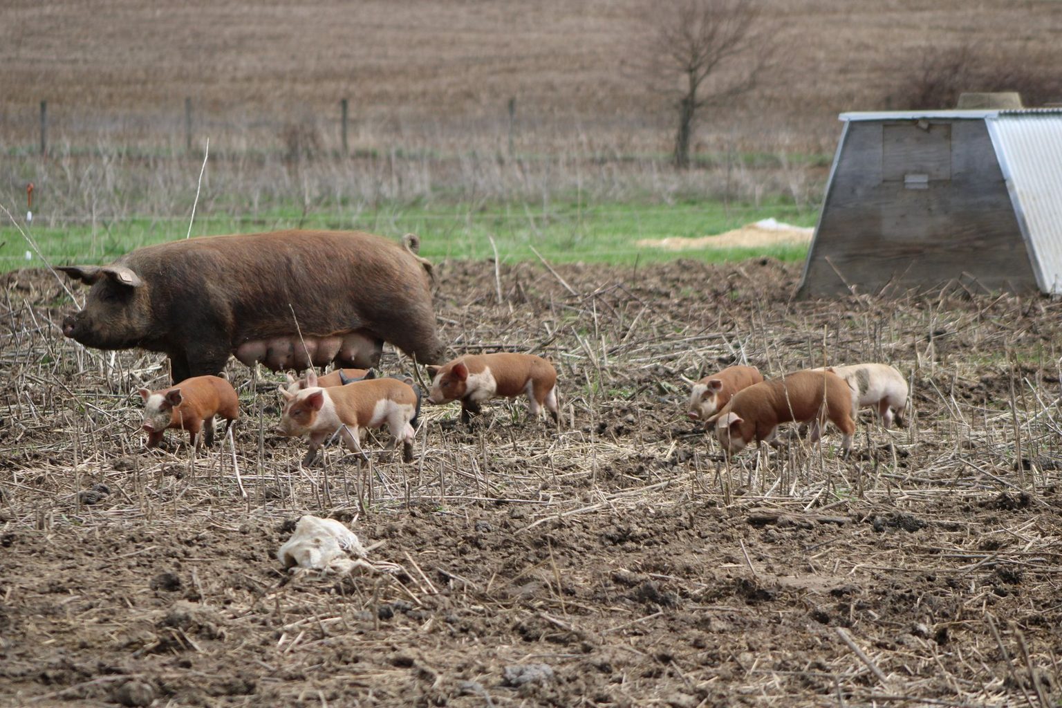 Senate Agriculture Committee Excludes Save Our Bacon Act from Farm Bill