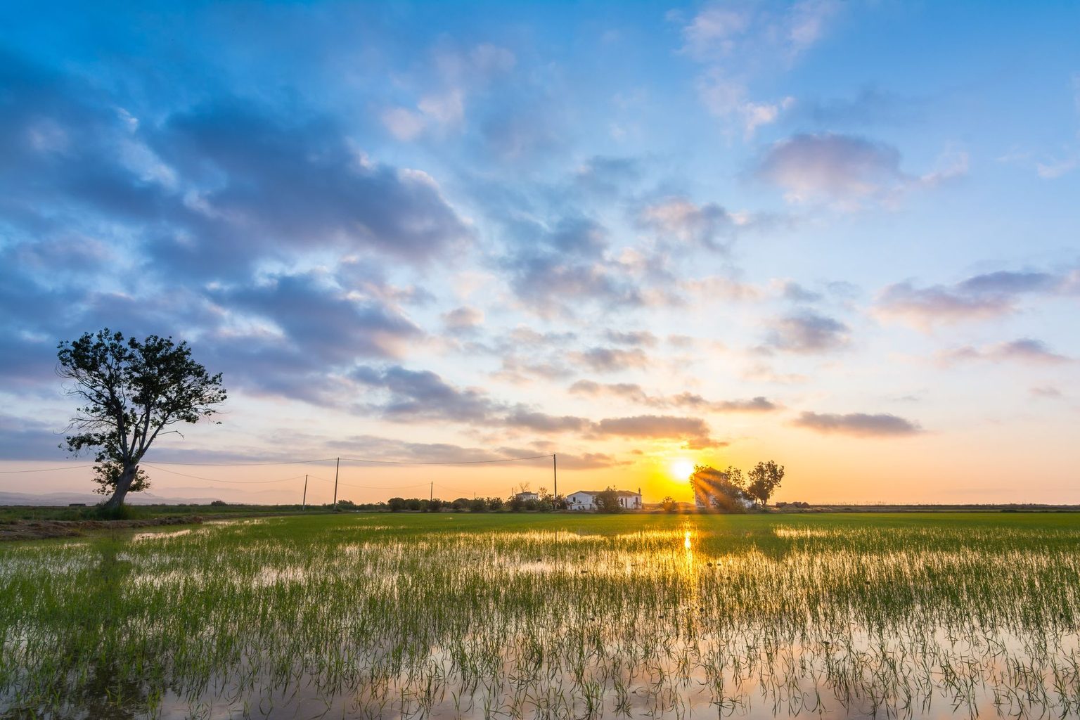 A Pantry Staple Gets a Protein Makeover: SunRice Launches Protein+ in the U.S.