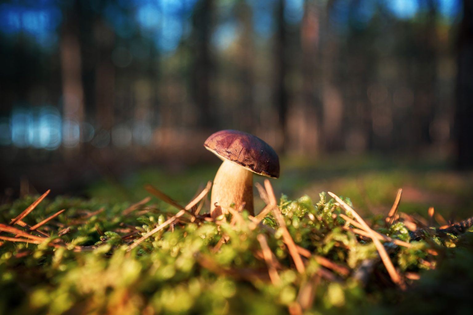 The Giorgi Companies and U.S. Mushroom Leaders Welcome Preliminary U.S. Antidumping Ruling on Canadian Imports